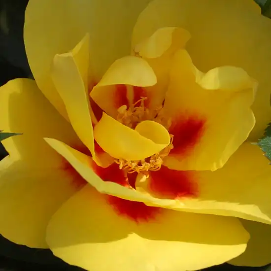 Comanda trandafiri online - Galben-Roșu - trandafiri târâtori și cățărători, Climber - trandafir cu parfum discret - Rosa Produs nou - Meilland International - ,-